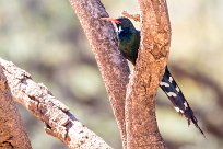 Violet Wood Hoopoe (Irrisor damara) Waterberg - Namibie