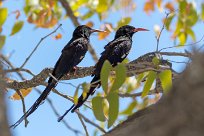 Violet Wood Hoopoe (Irrisor damara) Namibie - Parc d'Etosha