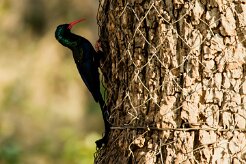 Green Wood Hoopoe (Irrisor moqueur)_x737A5762-2 null
