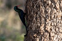 Green Wood Hoopoe (Irrisor moqueur) Green Wood Hoopoe (Irrisor moqueur)