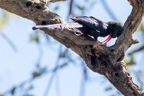 Green Wood-Hoopoe (Irrisor moqueur) Savuti_Marsh