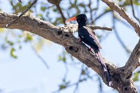 Green Wood-Hoopoe (Irrisor moqueur) Savuti_Marsh