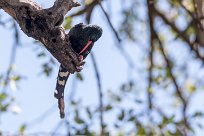 Green Wood-Hoopoe (Irrisor moqueur) Savuti_Marsh