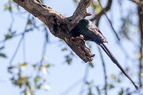 Green Wood-Hoopoe (Irrisor moqueur) Savuti_Marsh