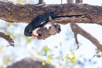 Green Wood-Hoopoe (Irrisor moqueur) Savuti_Marsh