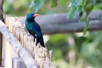 Green Wood-hoopoe (Irrisor moqueur) Chief Island