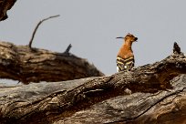 African Hoopoe (Huppe d'Afrique) Namibie - Waterberg