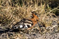 African Hoopoe (Huppe d'Afrique) African Hoopoe (Huppe d'Afrique)