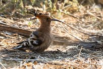 African Hoopoe (Huppe d'Afrique) African Hoopoe (Huppe d'Afrique)