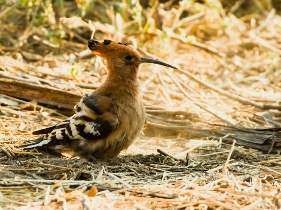 Huppe d'Afrique
