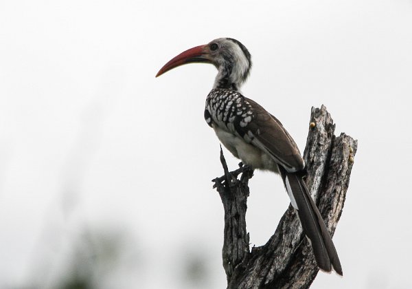 Bucérotidés (Calaos)