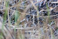 Rufous-cheeked Nightjar (Engoulevent à joues rousses) Chief Island