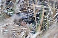 Rufous-cheeked Nightjar (Engoulevent à joues rousses) Chief Island