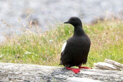 Guillemot à miroir Péninsule de Tröllaskagi