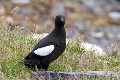 Guillemot à miroir Péninsule de Tröllaskagi
