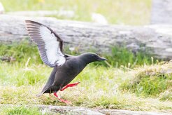 Guillemot à miroir Péninsule de Tröllaskagi