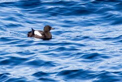 Guillemot à miroir Île de Grimsey