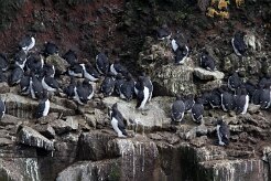 Guillemot de Troïl Fjords du Nord-Ouest - Falaises de Latrabjarg