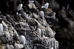Guillemot de Troïl Fjords du Nord-Ouest - Falaises de Latrabjarg