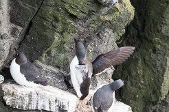 Guillemot de Troïl Fjords du Nord-Ouest - Falaises de Latrabjarg