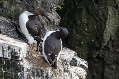 Guillemot de Troïl Fjords du Nord-Ouest - Falaises de Latrabjarg