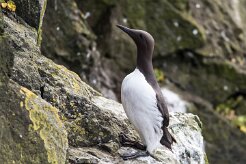 Guillemot de Troïl Fjords du Nord-Ouest - Falaises de Latrabjarg