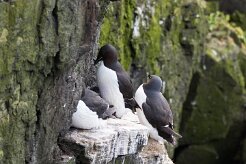 Guillemot de Troïl Fjords du Nord-Ouest - Falaises de Latrabjarg