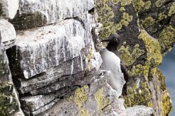 Guillemot de Troïl Fjords du Nord-Ouest - Falaises de Latrabjarg