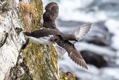 Guillemot de Troïl Fjords du Nord-Ouest - Falaises de Latrabjarg
