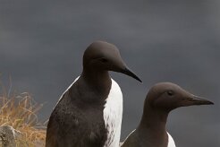 Guillemot de Troïl Fjords du Nord-Ouest - Falaises de Latrabjarg