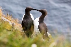 Guillemot de Troïl Fjords du Nord-Ouest - Falaises de Latrabjarg
