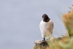 Guillemot de Troïl Fjords du Nord-Ouest - Falaises de Latrabjarg