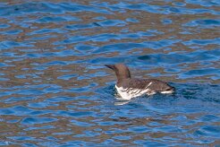 Guillemot de Troïl En route pour l'île de Grimsey