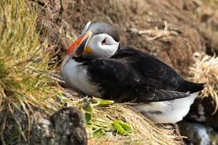 Macareux moine Fjords du Nord-Ouest - Falaises de Latrabjarg