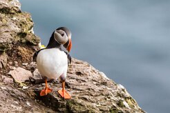 Macareux moine Fjords du Nord-Ouest - Falaises de Latrabjarg
