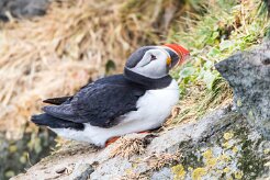 Macareux moine Fjords du Nord-Ouest - Falaises de Latrabjarg