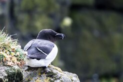 Pingouin torda Fjords du Nord-Ouest - Falaises de Latrabjarg