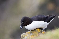 Pingouin torda Fjords du Nord-Ouest - Falaises de Latrabjarg
