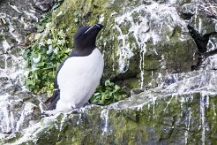Pingouin torda Île de Grimsey