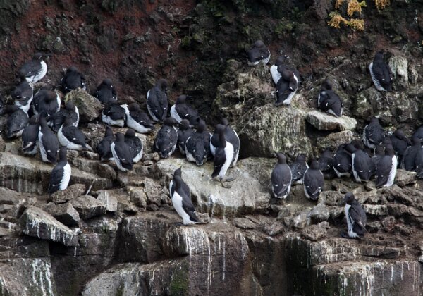 Guillemot de Troïl