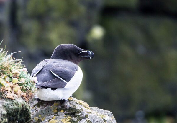 Pingouin torda