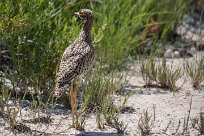 Spotted thick-knee Spotted dikkop (Œdicnème tachard) Etosha