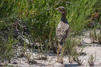 Spotted thick-knee Spotted dikkop (Œdicnème tachard) Etosha