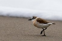 White-fronted Plover (Gravelot à front blanc) Namibie - Cape cross