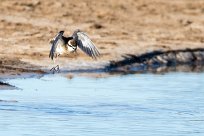 White-fronted Plover (Pluvier à front blanc) Savuti_Marsh