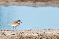 White-fronted Plover (Pluvier à front blanc) Savuti_Marsh