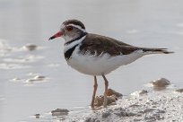 Gravelot à triple collier (Three-banded Plover) Etosha