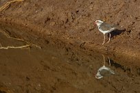 Threebanded plover (Pluvier à triple collier) Huab river