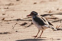 Threebanded plover (Pluvier à triple collier) Huab river