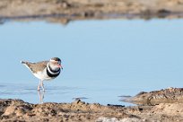 Three-banded Plover (Pluvier à triple collier) Savuti_Marsh